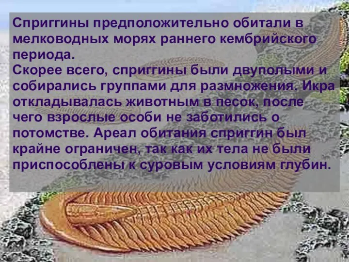 Сприггины предположительно обитали в мелководных морях раннего кембрийского периода. Скорее всего,