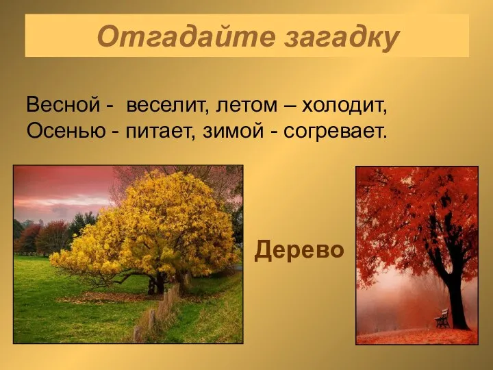 Отгадайте загадку Весной - веселит, летом – холодит, Осенью - питает, зимой - согревает. Дерево