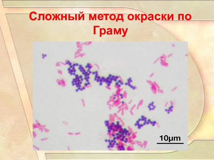 Сложный метод окраски по Граму