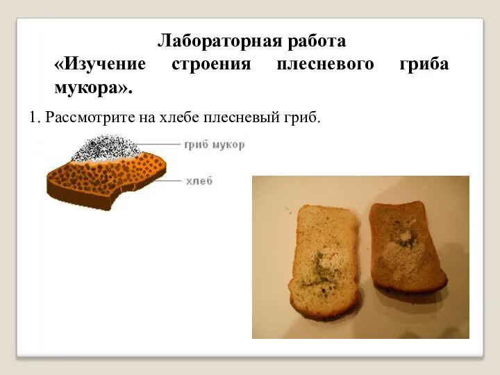 Лабораторная работа «Изучение строения плесневого гриба мукора». 1. Рассмотрите на хлебе плесневый гриб.