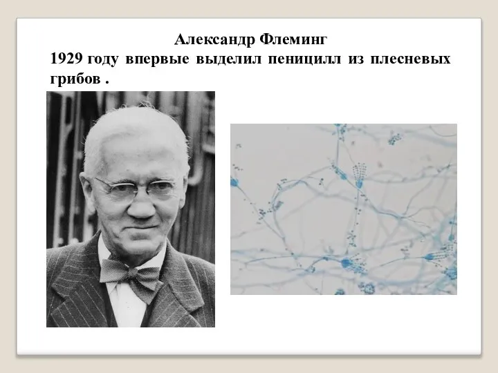 Александр Флеминг 1929 году впервые выделил пеницилл из плесневых грибов .