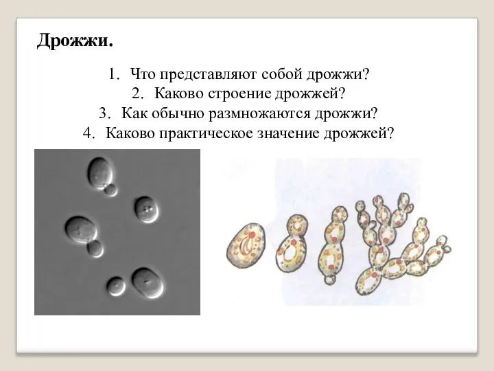 Дрожжи. Что представляют собой дрожжи? Каково строение дрожжей? Как обычно размножаются дрожжи? Каково практическое значение дрожжей?