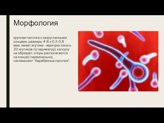 Морфология крупная палочка с закругленными концами, размеры 4-8 х 0,3-0,8 мкм;