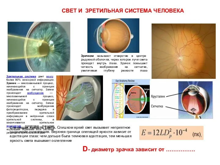 СВЕТ И ЗРЕТИЛЬНАЯ СИСТЕМА ЧЕЛОВЕКА D- диаметр зрачка зависит от …………….