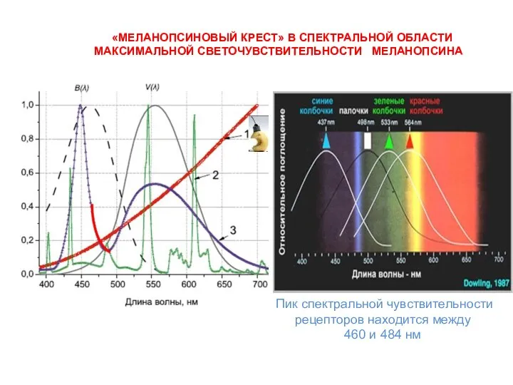 «МЕЛАНОПСИНОВЫЙ КРЕСТ» В СПЕКТРАЛЬНОЙ ОБЛАСТИ МАКСИМАЛЬНОЙ СВЕТОЧУВСТВИТЕЛЬНОСТИ МЕЛАНОПСИНА Пик спектральной чувствительности