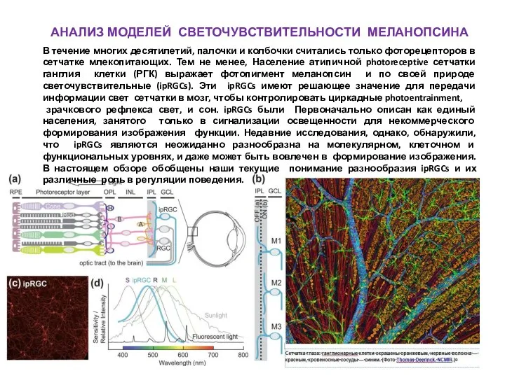 В течение многих десятилетий, палочки и колбочки считались только фоторецепторов в