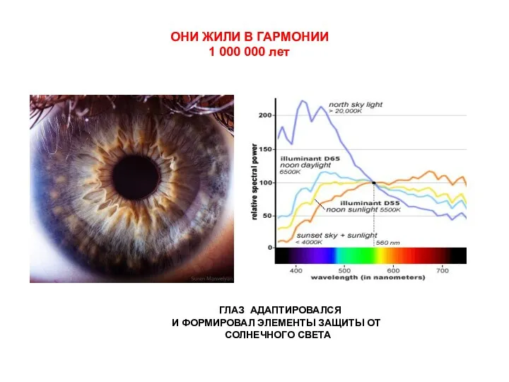 ОНИ ЖИЛИ В ГАРМОНИИ 1 000 000 лет ГЛАЗ АДАПТИРОВАЛСЯ И
