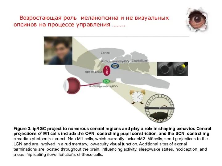 Figure 3. ipRGC project to numerous central regions and play a