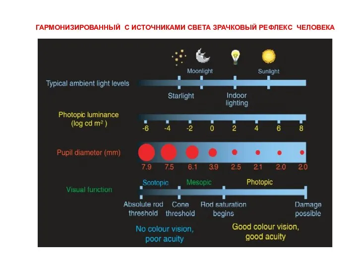 ГАРМОНИЗИРОВАННЫЙ С ИСТОЧНИКАМИ СВЕТА ЗРАЧКОВЫЙ РЕФЛЕКС ЧЕЛОВЕКА