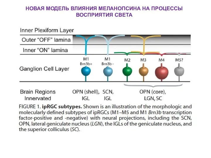 НОВАЯ МОДЕЛЬ ВЛИЯНИЯ МЕЛАНОПСИНА НА ПРОЦЕССЫ ВОСПРИЯТИЯ СВЕТА