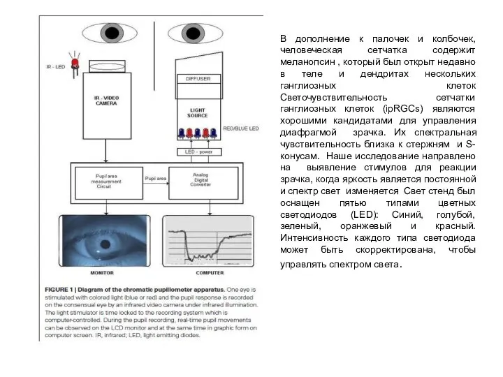 В дополнение к палочек и колбочек, человеческая сетчатка содержит меланопсин ,
