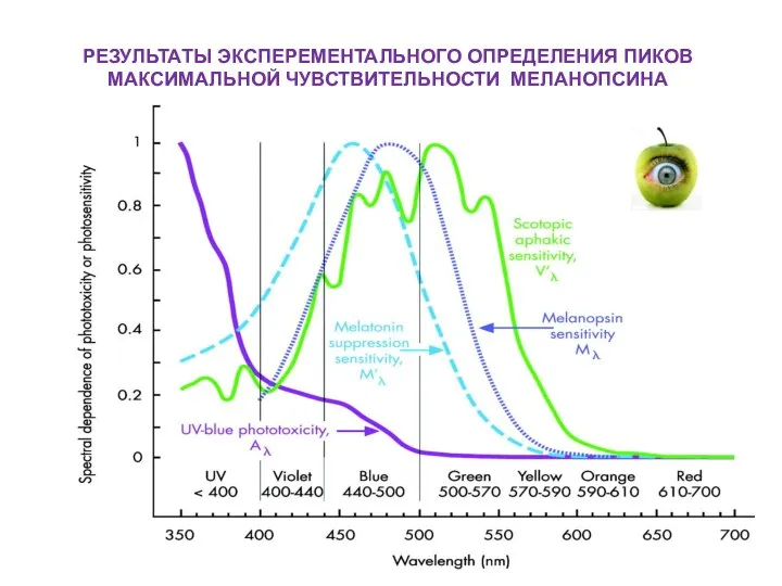 РЕЗУЛЬТАТЫ ЭКСПЕРЕМЕНТАЛЬНОГО ОПРЕДЕЛЕНИЯ ПИКОВ МАКСИМАЛЬНОЙ ЧУВСТВИТЕЛЬНОСТИ МЕЛАНОПСИНА