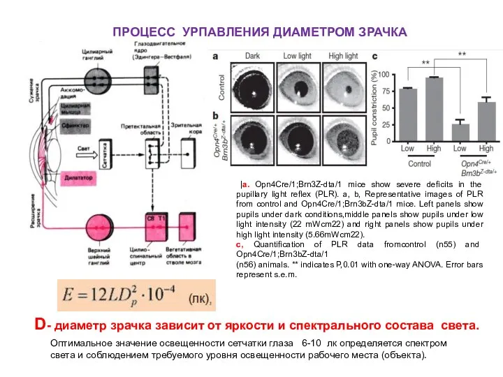 |а. Opn4Cre/1;Brn3Z-dta/1 mice show severe deficits in the pupillary light reflex