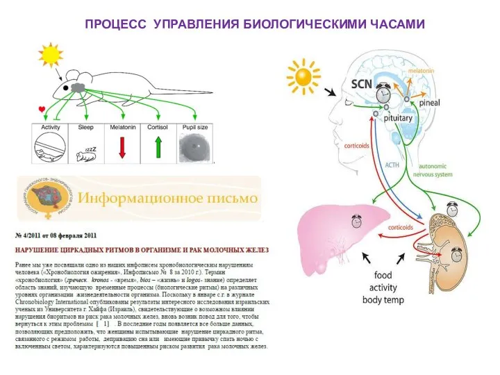 ПРОЦЕСС УПРАВЛЕНИЯ БИОЛОГИЧЕСКИМИ ЧАСАМИ