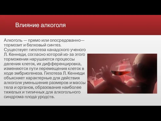 Влияние алкоголя Алкоголь — прямо или опосредованно— тормозит и белковый синтез.