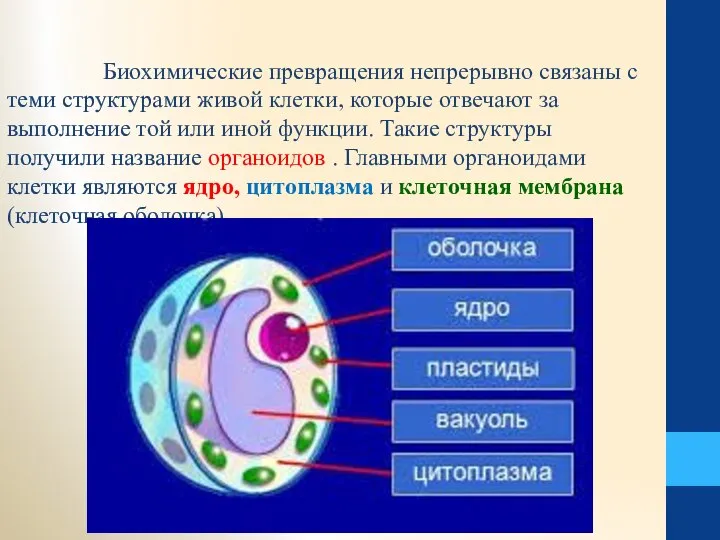 Биохимические превращения непрерывно связаны с теми структурами живой клетки, которые отвечают