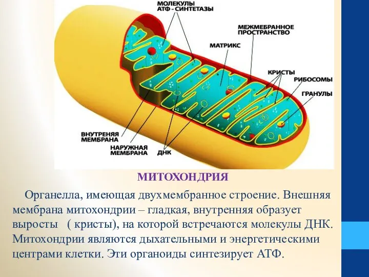 МИТОХОНДРИЯ Органелла, имеющая двухмембранное строение. Внешняя мембрана митохондрии – гладкая, внутренняя