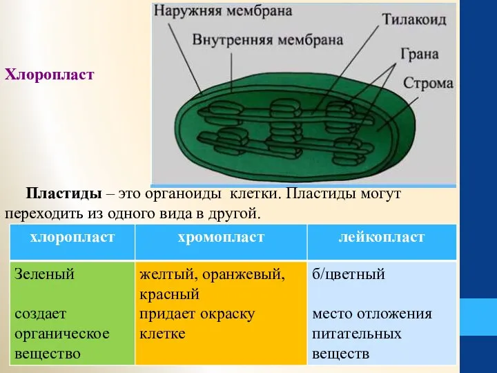 Пластиды – это органоиды клетки. Пластиды могут переходить из одного вида в другой. Хлоропласт