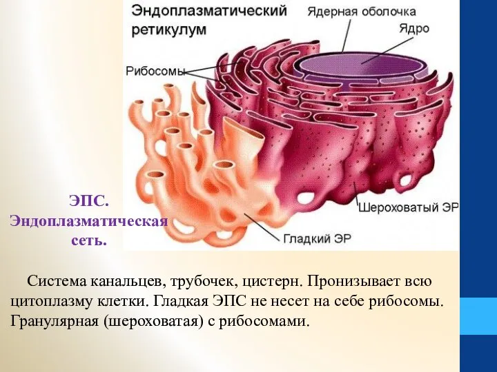 Система канальцев, трубочек, цистерн. Пронизывает всю цитоплазму клетки. Гладкая ЭПС не