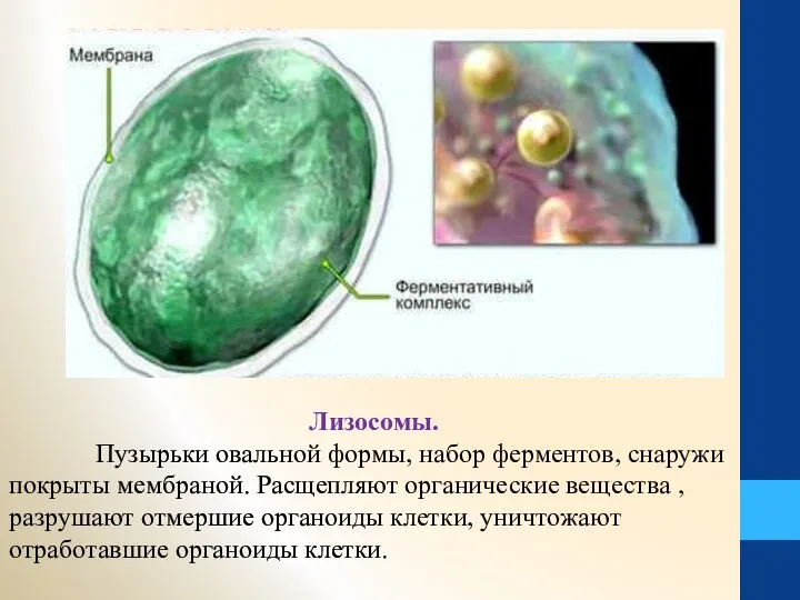 Лизосомы. Пузырьки овальной формы, набор ферментов, снаружи покрыты мембраной. Расщепляют органические