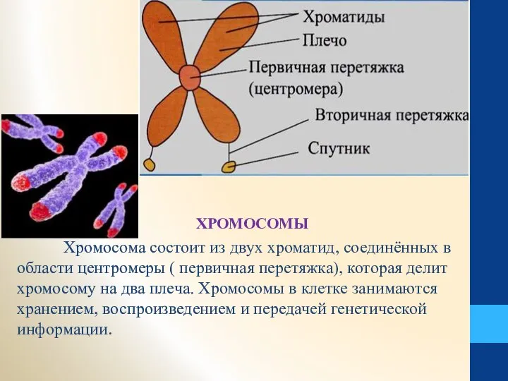 ХРОМОСОМЫ Хромосома состоит из двух хроматид, соединённых в области центромеры (
