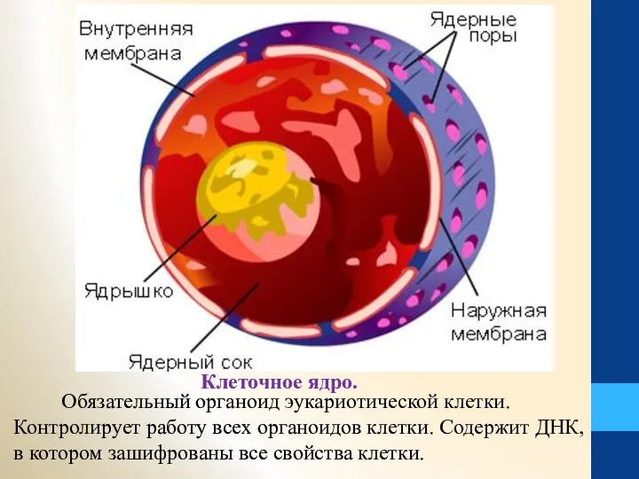 Обязательный органоид эукариотической клетки. Контролирует работу всех органоидов клетки. Содержит ДНК,