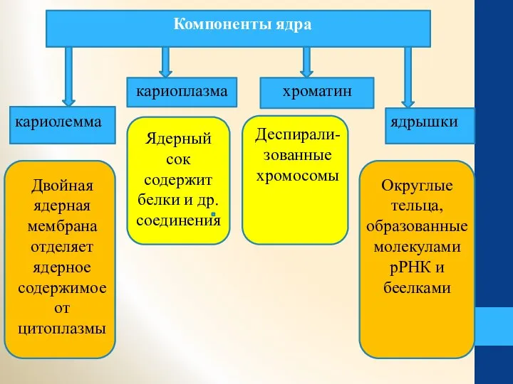 Компоненты ядра кариолемма кариоплазма ядрышки хроматин Двойная ядерная мембрана отделяет ядерное