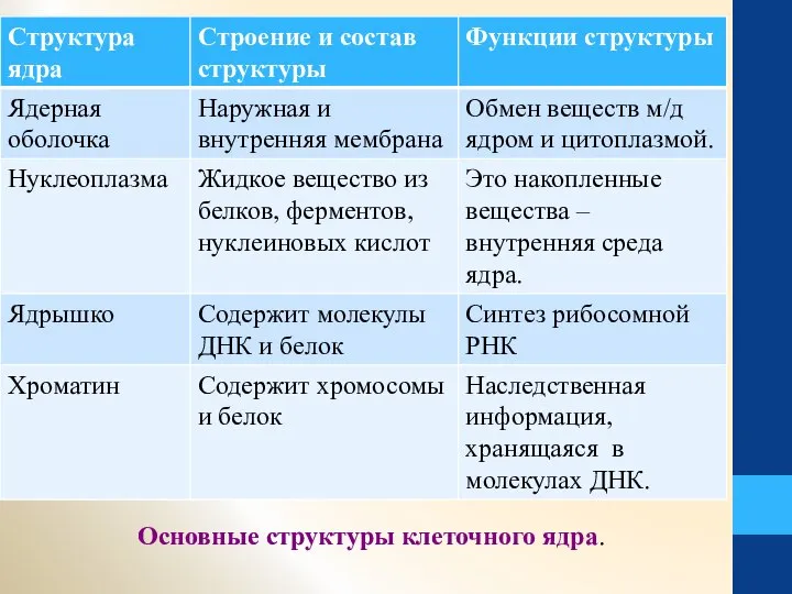 Основные структуры клеточного ядра.