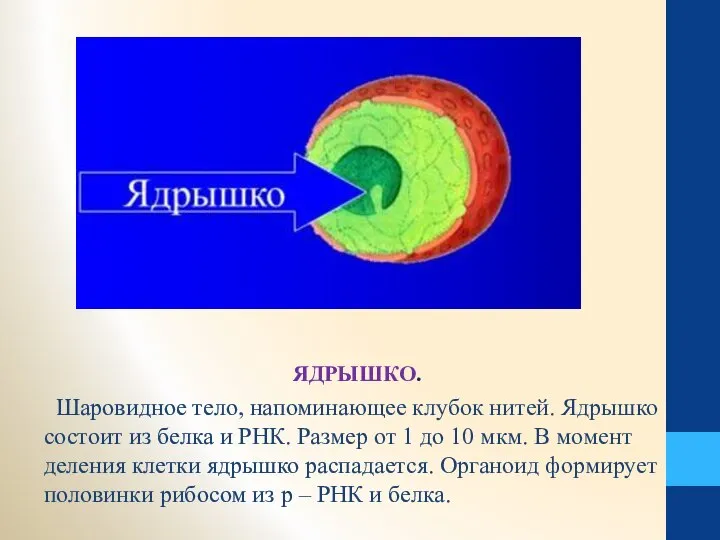 ЯДРЫШКО. Шаровидное тело, напоминающее клубок нитей. Ядрышко состоит из белка и