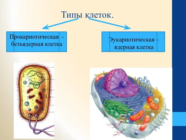 Типы клеток. Прокариотическая - безъядерная клетка Эукариотическая – ядерная клетка