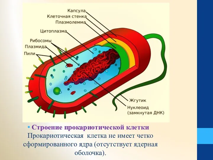 Строение прокариотической клетки Прокариотическая клетка не имеет четко сформированного ядра (отсутствует ядерная оболочка).