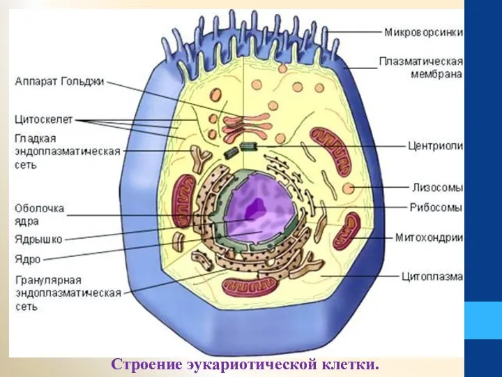 Строение эукариотической клетки.