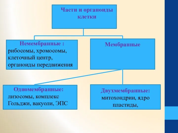 Части и органоиды клетки Немембранные : рибосомы, хромосомы, клеточный центр, органоиды