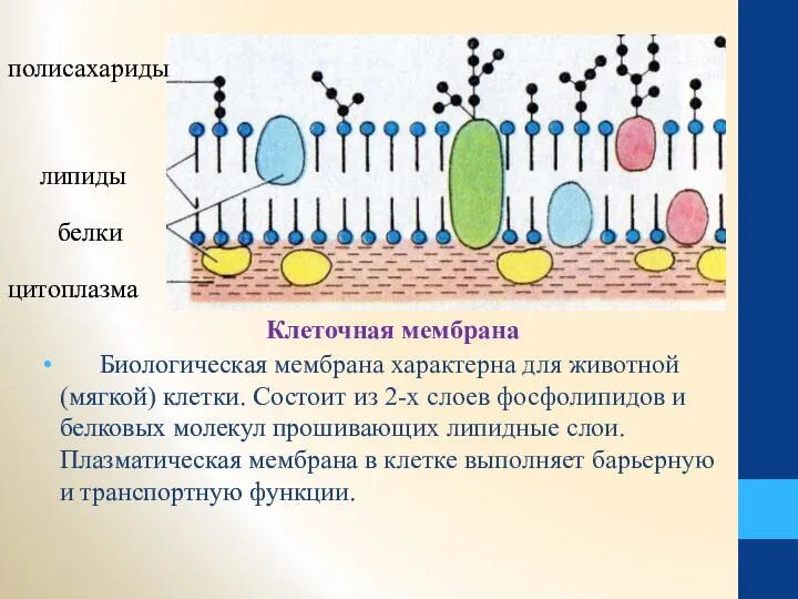 Биологическая мембрана характерна для животной (мягкой) клетки. Состоит из 2-х слоев