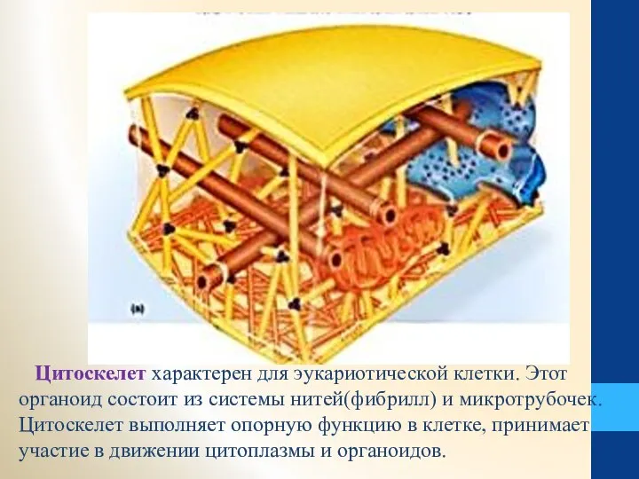 ЦИТОСКЕЛЕТ Цитоскелет характерен для эукариотической клетки. Этот органоид состоит из системы