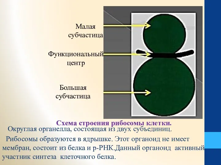 Округлая органелла, состоящая из двух субъединиц. Рибосомы образуются в ядрышке. Этот