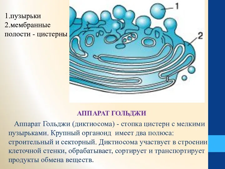 АППАРАТ ГОЛЬДЖИ Аппарат Гольджи (диктиосома) - стопка цистерн с мелкими пузырьками.