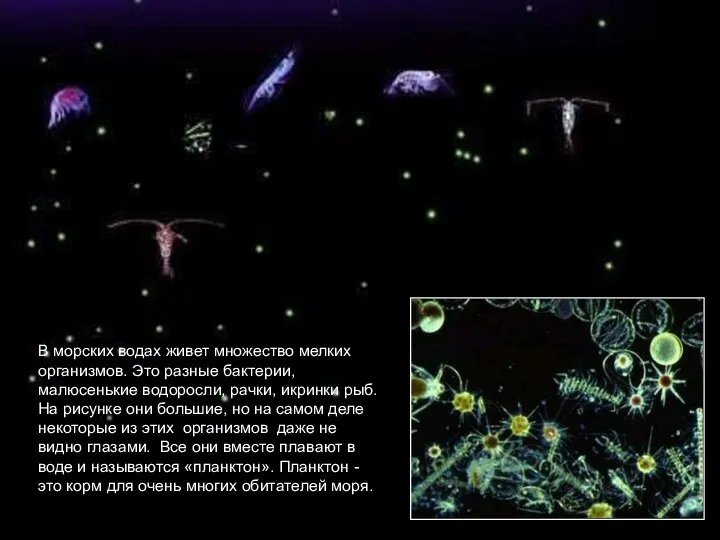 В морских водах живет множество мелких организмов. Это разные бактерии, малюсенькие