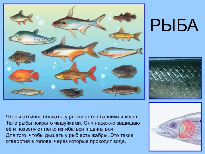 РЫБА Чтобы отлично плавать, у рыбки есть плавники и хвост. Тело