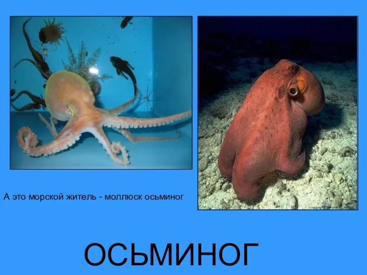 ОСЬМИНОГ А это морской житель - моллюск осьминог