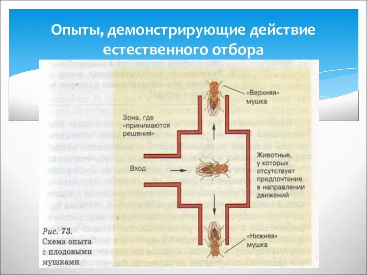 Опыты, демонстрирующие действие естественного отбора