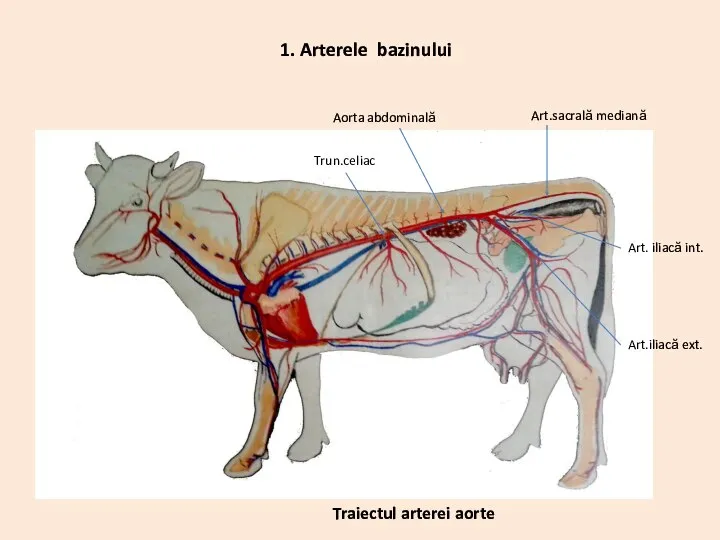 Aorta abdominală Art.sacrală mediană Art. iliacă int. Art.iliacă ext. Trun.celiac 1. Arterele bazinului Traiectul arterei aorte