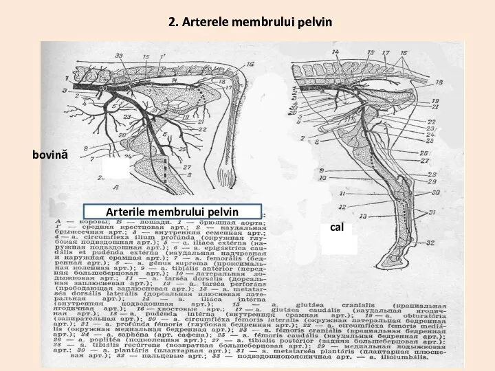 Arterile membrului pelvin bovină cal 2. Arterele membrului pelvin