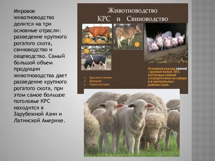 Мировое животноводство делится на три основные отрасли: разведение крупного рогатого скота,