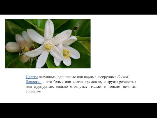 Цветки пазушные, одиночные или парные, некрупные (2-3см) Лепестки чисто белые или