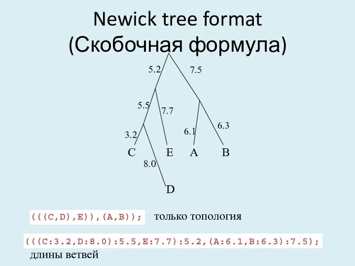 (((C:3.2,D:8.0):5.5,E:7.7):5.2,(A:6.1,B:6.3):7.5); длины ветвей (((C,D),E)),(A,B)); только топология Newick tree format (Скобочная формула)