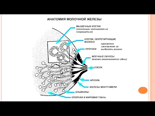 АНАТОМИЯ МОЛОЧНОЙ ЖЕЛЕЗЫ МЫШЕЧНЫЕ КЛЕТКИ (окситоцин заставляет их сокращаться) КЛЕТКИ, СЕКРЕТИРУЮЩИЕ