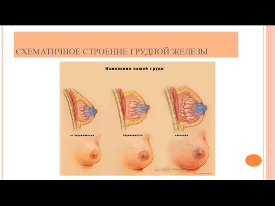 СХЕМАТИЧНОЕ СТРОЕНИЕ ГРУДНОЙ ЖЕЛЕЗЫ