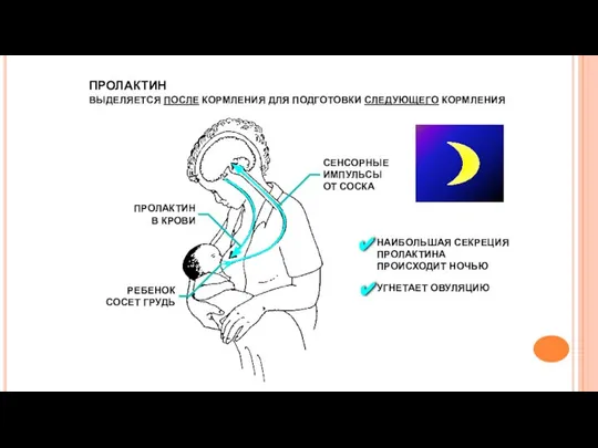 ПРОЛАКТИН ВЫДЕЛЯЕТСЯ ПОСЛЕ КОРМЛЕНИЯ ДЛЯ ПОДГОТОВКИ СЛЕДУЮЩЕГО КОРМЛЕНИЯ НАИБОЛЬШАЯ СЕКРЕЦИЯ ПРОЛАКТИНА