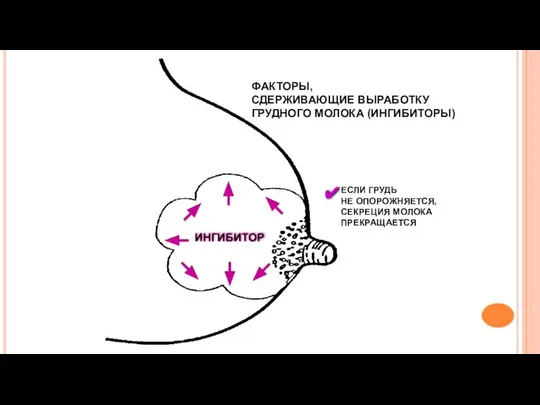 ИНГИБИТОР ФАКТОРЫ, СДЕРЖИВАЮЩИЕ ВЫРАБОТКУ ГРУДНОГО МОЛОКА (ИНГИБИТОРЫ) ЕСЛИ ГРУДЬ НЕ ОПОРОЖНЯЕТСЯ, СЕКРЕЦИЯ МОЛОКА ПРЕКРАЩАЕТСЯ ✔